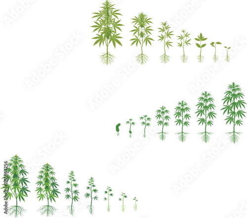 Detailed vector illustration of hemp plant growth stages from seedling to maturity with root system for medical and industrial agriculture concept