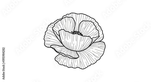 Elegant Poppy Flower Line Drawing, Black and White Botanical Illustration