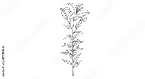 Elegant Lily Flower Line Art Illustration, Black and White Botanical Drawing
