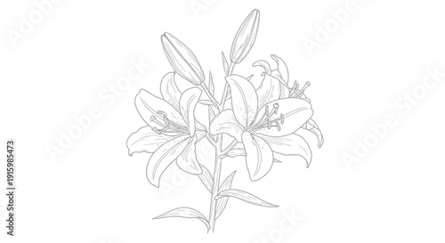 Elegant Lily Flower Sketch - Black and White Outline Drawing