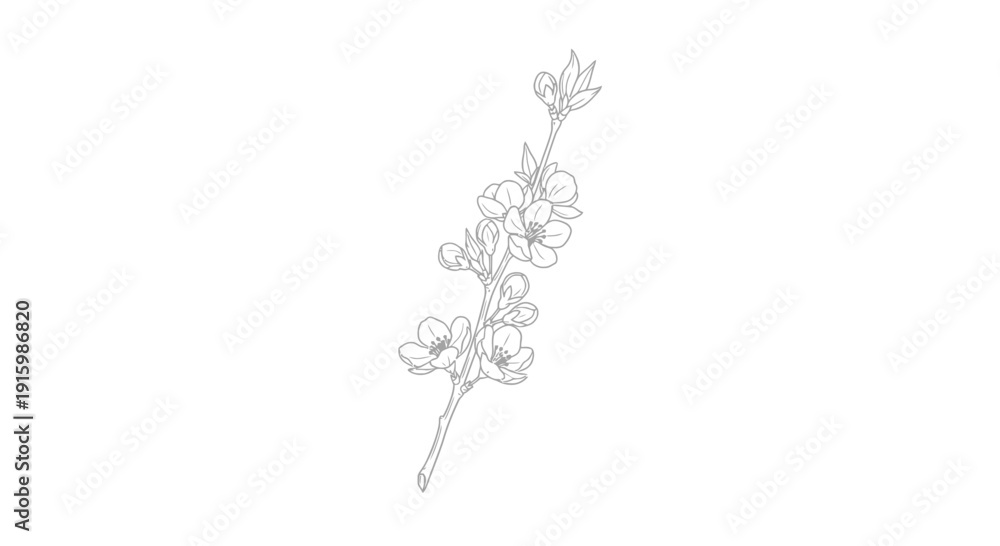 Fototapeta premium Delicate Cherry Blossom Branch Line Drawing, Minimalist Floral Illustration