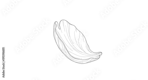 Delicate flower petal illustration, elegant botanical line art, isolated on white background