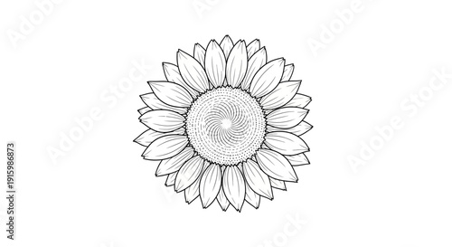 Detailed Black and White Line Art Illustration of a Sunflower Head