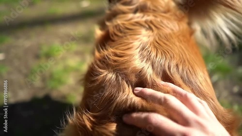 Person Petting a Golden Retriever Outdoors.