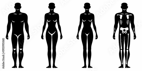 Silhouettes depicting human anatomy including muscular and skeletal systems