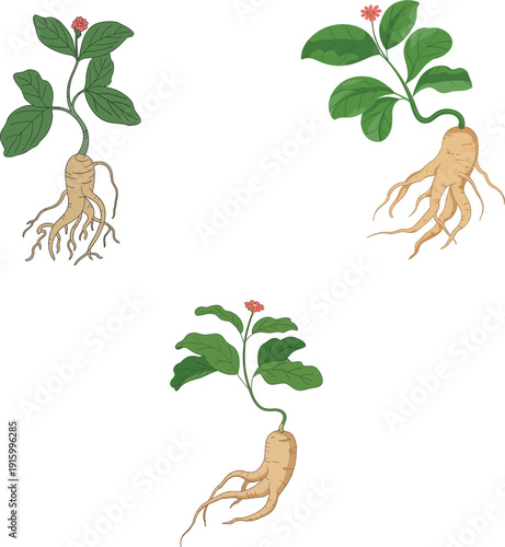 Realistic vector illustration of ginseng plant with medicinal root system and green leaves for herbal medicine and traditional wellness concept