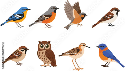 Colorful garden bird collection vector set with sparrow owl thrush and blue songbird illustrations