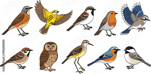 Garden bird collection vector set with robin sparrow owl thrush and colorful songbirds illustration