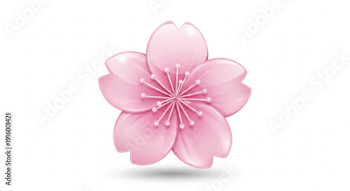 Pink cherry blossom flower illustration with white background