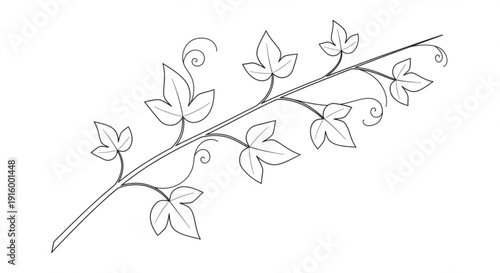 Detailed illustration of a leafy vine branch with curly tendrils on white background