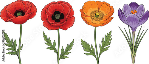 Spring flower collection vector set with red poppy orange bloom and purple crocus illustration