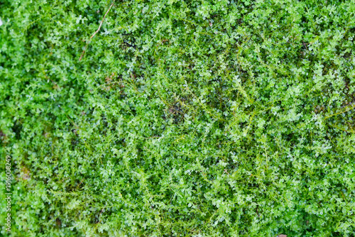 Photos Mother of thyme ground cover plant texture, Creeping thyme green foliage backgro