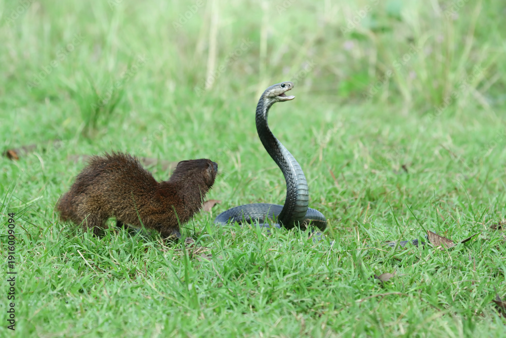 Fototapeta premium Javan Mongoose or Small asian mongoose (Herpestes javanicus) fighting with Javan spitting cobra (Naja sputatrix) on the green grass
