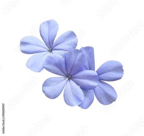 Фотография White plumbago or Cape leadwort flower