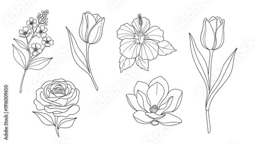 Collection of elegant black and white botanical line drawings including roses, tulips, magnolias, and hibiscuses.