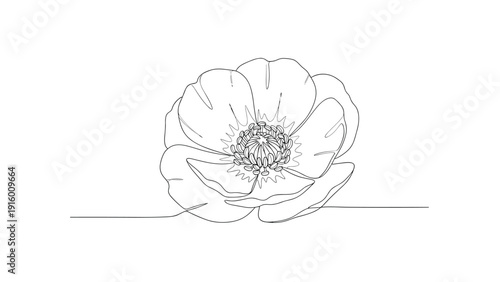 Simple and elegant one-line drawing of a blooming poppy flower with delicate petals on a white background.