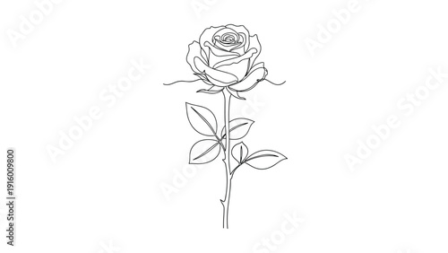 Delicate single line drawing of a rose blossom on a long thorny stem with leaves on a pure white background for minimal decor.