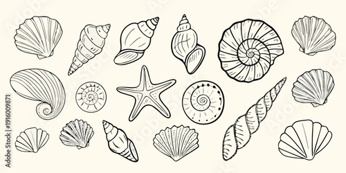 A collection of illustrated seashells and a starfish on a neutral background
