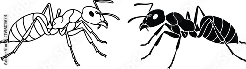 Ant vector illustration set, black and white detailed outline and silhouette insect design isolated on light background entomology concept