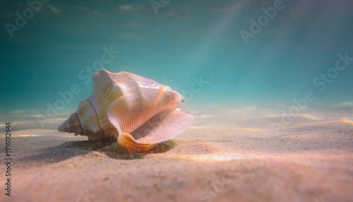 A beautiful white conch seashell rests on the tropical beach sand near the ocean water, capturing the essence of summer nature and marine life during a peaceful coast vacation