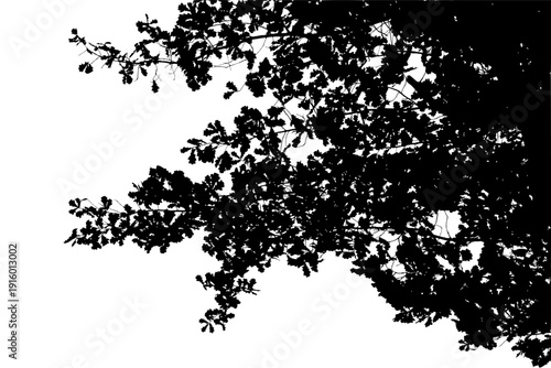 Vector illustration of natural oak tree branch with leaves	

