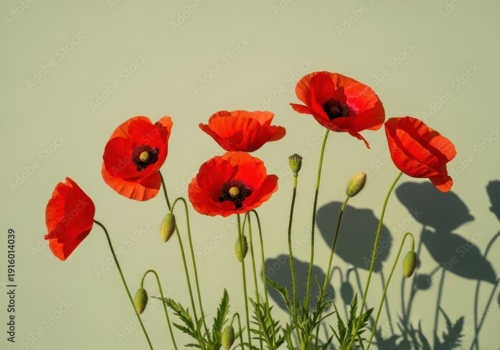 Obraz premium Vibrant red poppies with green stems and leaves on a light green background