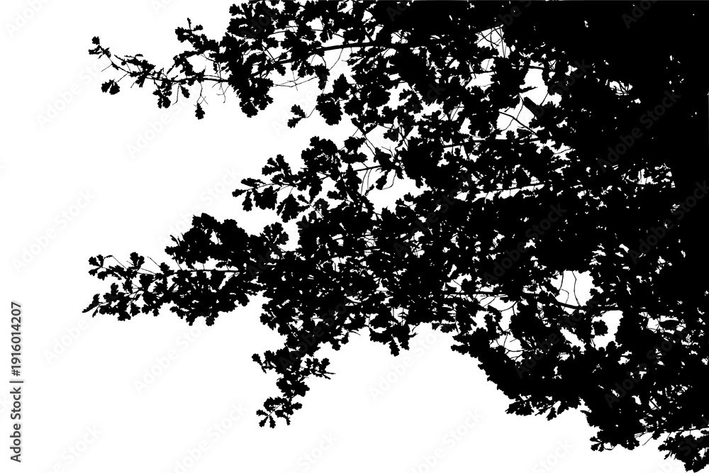 Obraz premium Black and white image of natural large old oak tree branch with leaves on white background