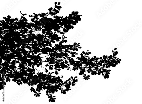 Vector illustration of natural oak tree branch with leaves	
