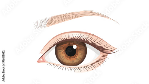 Realistic illustration of a human eye with brown iris and eyebrow