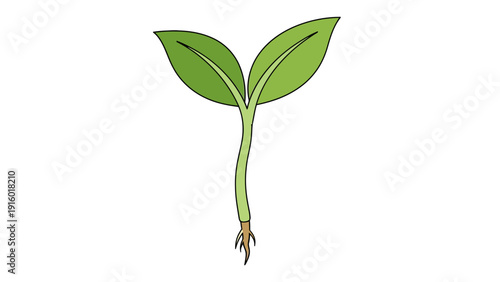 Seedling sprout with two green leaves and roots