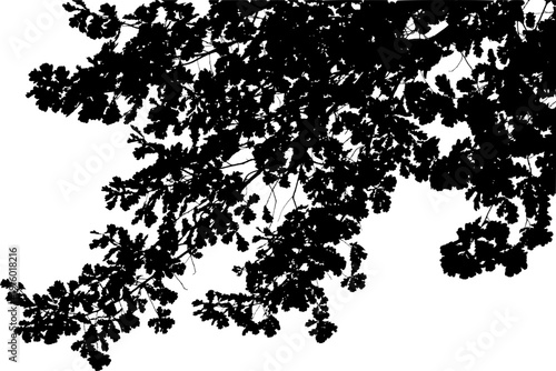 Vector illustration of natural oak tree branch with leaves	
