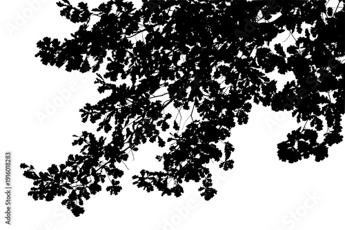 Vector illustration of natural oak tree branch with leaves	
