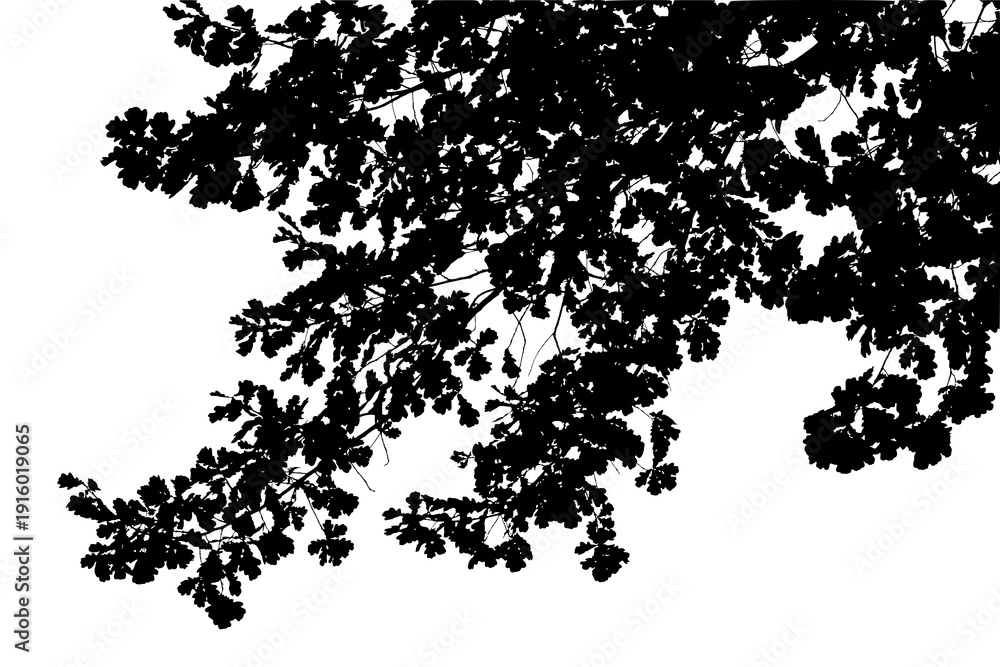 Fototapeta premium Black and white image of natural large old oak tree branch with leaves on white background