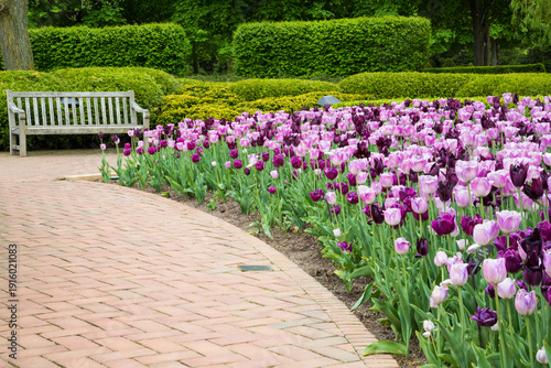 63821-22713 Garden path with pink and purple tulip border and bench, Chicago Botanic Garden, Glencoe, IL