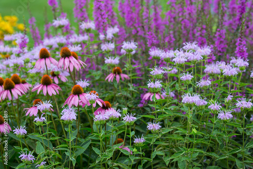 63821-23611 Flower garden with Purple Coneflowers (Echinacea purpurea) Pink Bee Balm (Monarda didyma) and Purple Lythrum Norden's Pink  Marion Co., IL