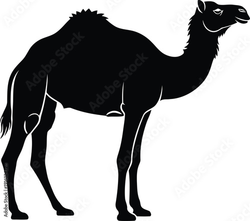 Black silhouette of a dromedary camel standing on a white background