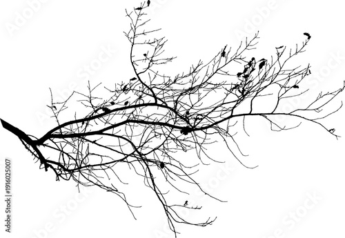 Vector illustration of natural oak tree branch with leaves	
