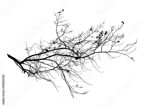 Vector illustration of natural oak tree branch with leaves	

