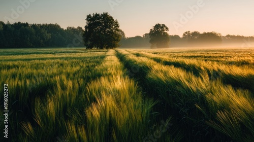 Tranquil field of green grass with trees and soft sunlight during daytime