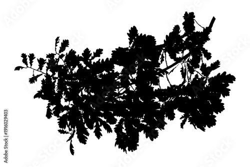Vector illustration of natural oak tree branch with leaves	
