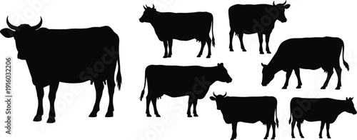 Cow silhouette set with bull, calf and grazing cattle poses, black farm livestock animals isolated on white background for agriculture, dairy industry and rural design use.