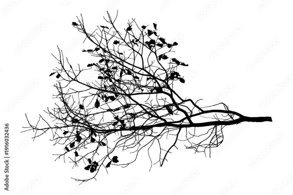 Fototapeta premium Vector illustration of natural oak tree branch with leaves 