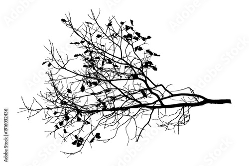 Vector illustration of natural oak tree branch with leaves	

