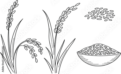 Rice plant stalks and grain vector for agricultural farming organic food production cereal industry and healthy cooking