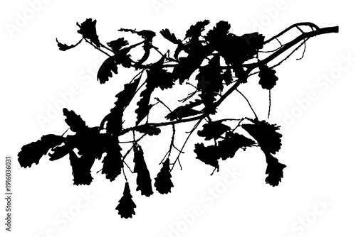 Vector illustration of natural oak tree branch with leaves	
