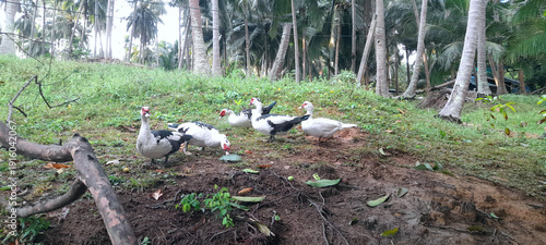 Ducks hold quiet council beneath the leaning palms
