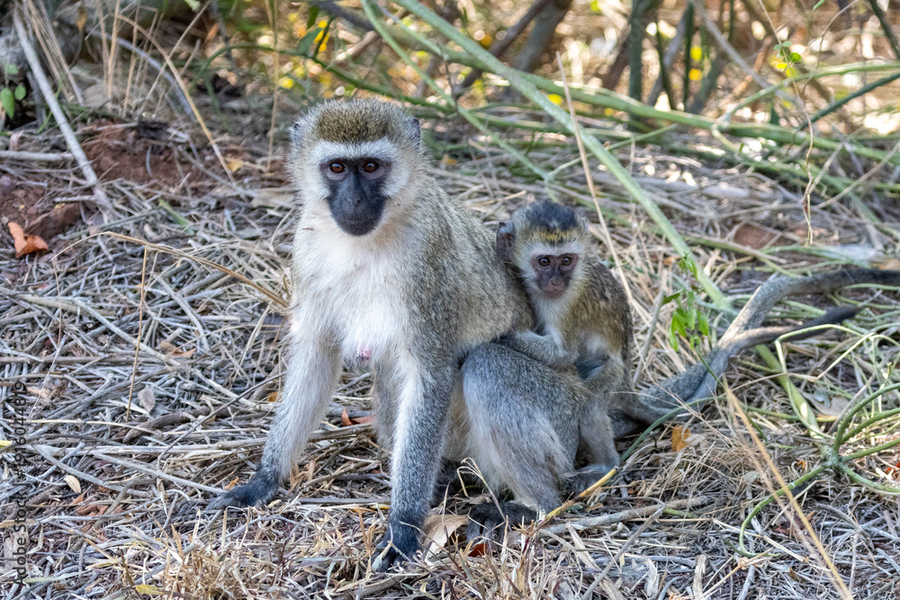 Fototapeta premium Vervet Monkey mother with her baby in Akagera National Park in Rwanda Africa RWA