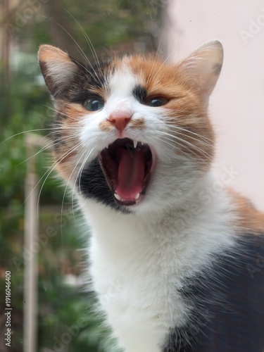 Canvas Print Close up of a beautiful calico cat yawning widely showing its teeth and pink ton