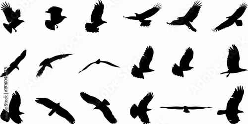 A collection of black silhouettes depicting birds in various flight poses