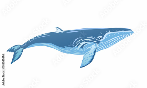 Blue whale illustration isolated on white background, giant marine mammal vector art, sea life and ocean creature concept